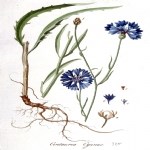 Centaurea Cyanus L. (Mavi Peygamber Çiçeği, Gökbaş) Otu