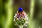 Centaurea Cyanus L. (Mavi Peygamber Çiçeği, Gökbaş) Otu
