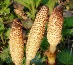 Centiyane (Yılanotu) Faydaları Ve Zararları Nelerdir? Centiyane (Yılanotu) Faydaları Ve Zararları Nelerdir?