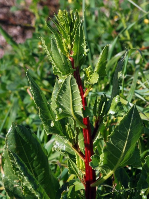 Chenopodiaceae (Ispanakgiller) Bitkileri: Özellikleri, Türleri