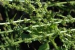 Chenopodiaceae (Ispanakgiller) Bitkileri: Özellikleri, Türleri