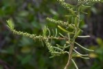 Chenopodiaceae (Ispanakgiller) Bitkileri: Özellikleri, Türleri