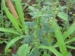 Chenopodiaceae (Ispanakgiller) Bitkileri: Özellikleri, Türleri