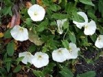 Convolvulus (Sarmaşık) Bitkisi Nedir? Özellikleri, Türleri Ve Kullanım