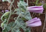 Convolvulus (Sarmaşık) Bitkisi Nedir? Özellikleri, Türleri Ve Kullanım