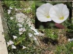 Convolvulus (Sarmaşık) Bitkisi Nedir? Özellikleri, Türleri Ve Kullanım