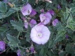 Convolvulus (Sarmaşık) Bitkisi Nedir? Özellikleri, Türleri Ve Kullanım