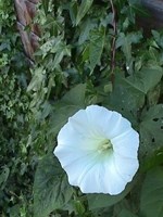 Convolvulus (Sarmaşık) Bitkisi Nedir? Özellikleri, Türleri Ve Kullanım