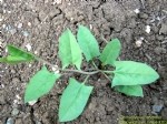 Convolvulus Arvensis L. (Tarla Sarmaşığı, Çit Sarmaşığı) Otu
