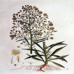 Conyza Canadensis (L.) Cronquist (Pire Otu, Şifa Otu) Otu