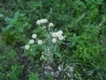 Conyza Canadensis (L.) Cronquist (Pire Otu, Şifa Otu) Otu