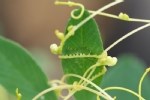 Küçük Tohumlu Yonca Küskütü (Cuscuta Approximata Bab.) Otu