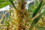 Küçük Tohumlu Yonca Küskütü (Cuscuta Approximata Bab.) Otu
