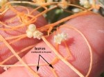 Küçük Tohumlu Yonca Küskütü (Cuscuta Approximata Bab.) Otu