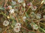 Küçük Tohumlu Yonca Küskütü (Cuscuta Approximata Bab.) Otu