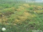 Tarla Küskütü Otu (Cuscuta Campestris Yunck.) Nedir? Tarla Küskütü Otu (Cuscuta Campestris Yunck.) Nedir?