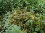Büyük Küsküt, Cinsaçı (Cuscuta Europaea L.) Otu
