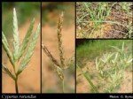Cyperus Rotundus L. (Topalak)