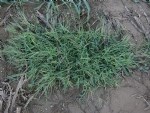 Digitaria Sanguinalis (L.) Scop. (Tüylü Şeytan Otu, Çatal Otu)