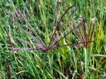 Digitaria Sanguinalis (L.) Scop. (Tüylü Şeytan Otu, Çatal Otu)
