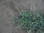 Digitaria Sanguinalis (L.) Scop. (Tüylü Şeytan Otu, Çatal Otu)