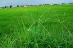 Digitaria Sanguinalis (L.) Scop. (Tüylü Şeytan Otu, Çatal Otu)