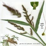 Echinochloa Crus-Galli (Darıcan) Nedir?