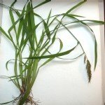 Echinochloa Crus-Galli (Darıcan) Nedir?