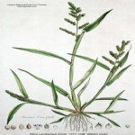 Echinochloa Crus-Galli (Darıcan) Nedir?