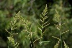 Echinochloa Crus-Galli (Darıcan) Nedir?