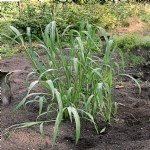Echinochloa Crus-Galli (Darıcan) Nedir?