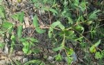 Euphorbia Nutans Lag. (Benekli Yatık Sütleğen) Otu
