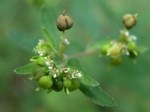 Euphorbia Nutans Lag. (Benekli Yatık Sütleğen) Otu