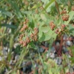 Euphorbia Nutans Lag. (Benekli Yatık Sütleğen) Otu