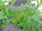 Euphorbia Nutans Lag. (Benekli Yatık Sütleğen) Otu
