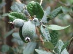 FEİJOA (Feijioa Sellowania - Acca Sellowania) Yetiştiriciliği