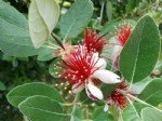 FEİJOA (Feijioa Sellowania - Acca Sellowania) Yetiştiriciliği