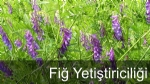 Fiğ Yetiştiriciliği Nasıl Yapılır? Fiğ Yetiştiriciliği Nasıl Yapılır?