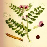 Fiğ Yetiştiriciliği Nasıl Yapılır?