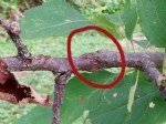 Fındık Dal Kanseri Hastalığı Belirtileri, Nedenleri Ve Mücadelesi