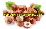 Fındık Tarımı Nasıl Yapılır? Adım Adım Rehber