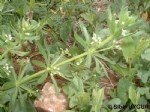 Galium Aparine L.: Yapışkan Otu (Dil Kanatan) Nedir?