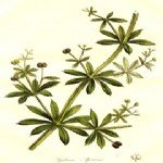 Galium Aparine L.: Yapışkan Otu (Dil Kanatan) Nedir?