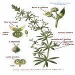 Galium Aparine L.: Yapışkan Otu (Dil Kanatan) Nedir?