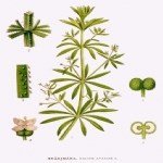Galium Aparine L.: Yapışkan Otu (Dil Kanatan) Nedir?