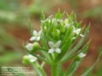 Galium Tricornutum Dandy. (Boynuzlu Yoğurt Otu) Otu
