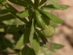 Galium Tricornutum Dandy. (Boynuzlu Yoğurt Otu) Otu