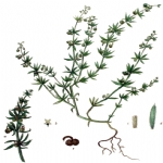 Galium Tricornutum Dandy. (Boynuzlu Yoğurt Otu) Otu