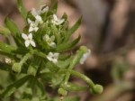 Galium Tricornutum Dandy. (Boynuzlu Yoğurt Otu) Otu