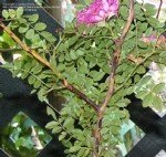 Gül Kahverengi Kanseri Hastalığı Belirtileri, Nedenleri Ve Mücadelesi